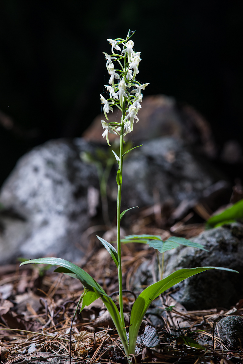 DSC08735.jpg
