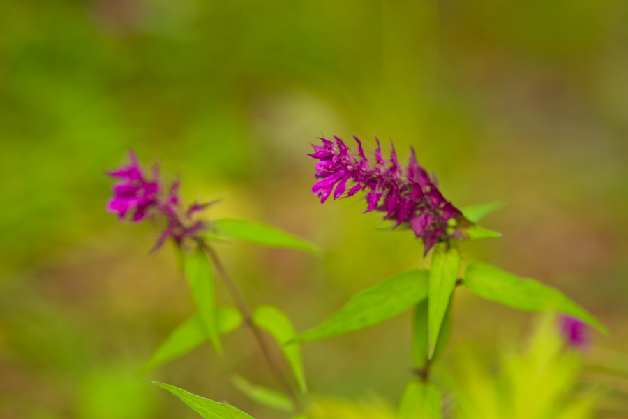 DSC08336.jpg