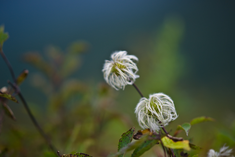 DSC08212.jpg