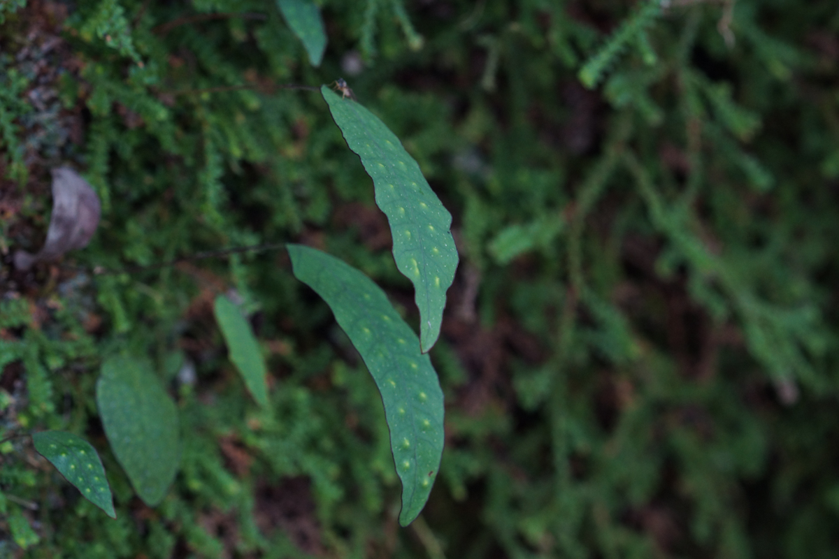 DSC00772.jpg