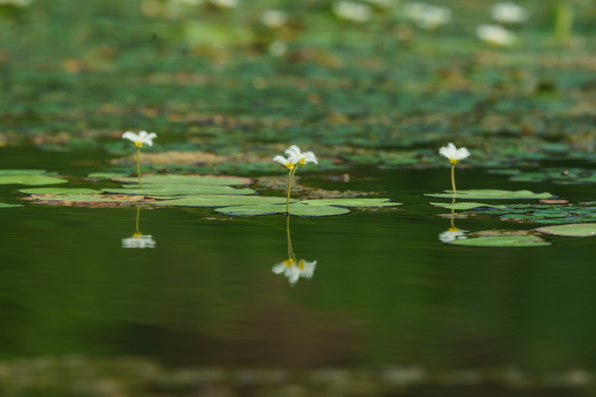 DSC02136.jpg