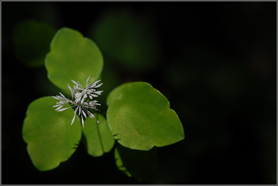 Thalictrum ichangense5.JPG