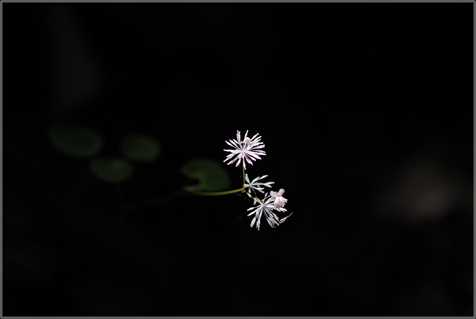 Thalictrum ichangense4.JPG