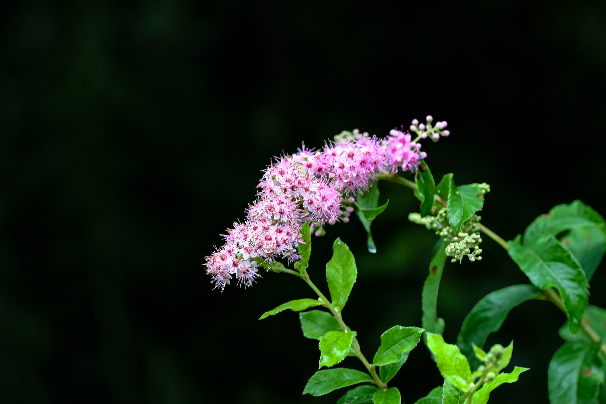 IMG_9005.JPG