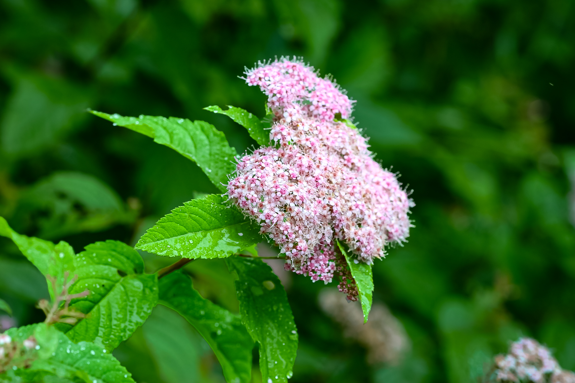 IMG_9075.JPG