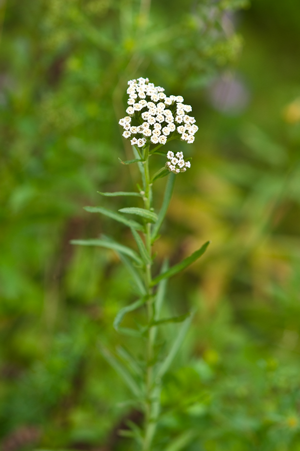 DSC08358.jpg