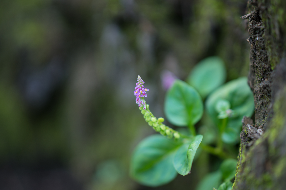 DSC07238.jpg
