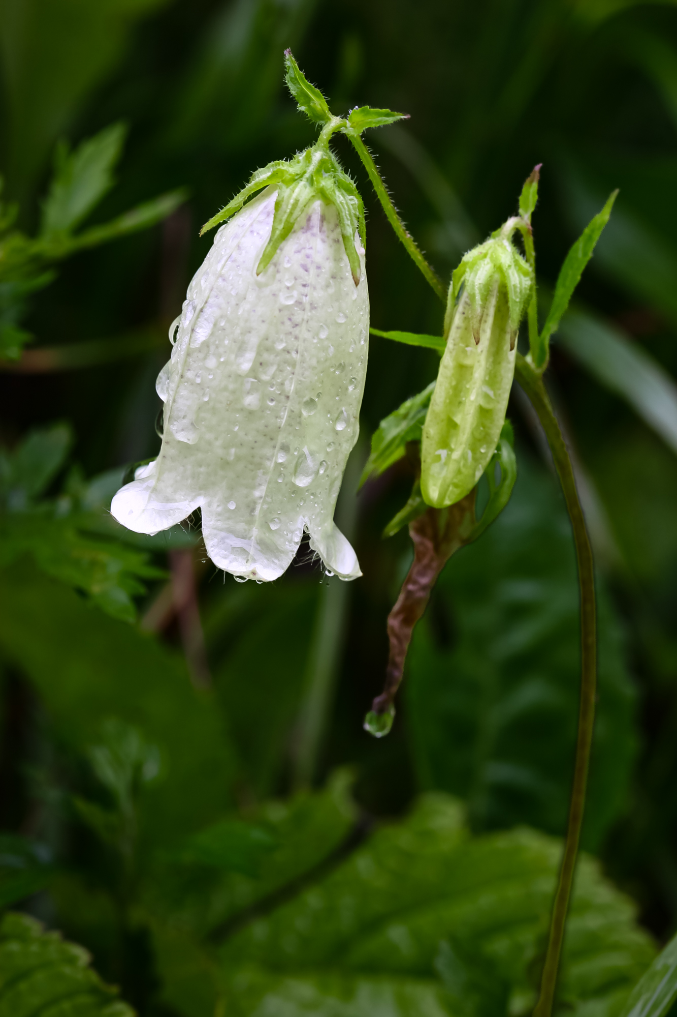 IMG_9088.JPG