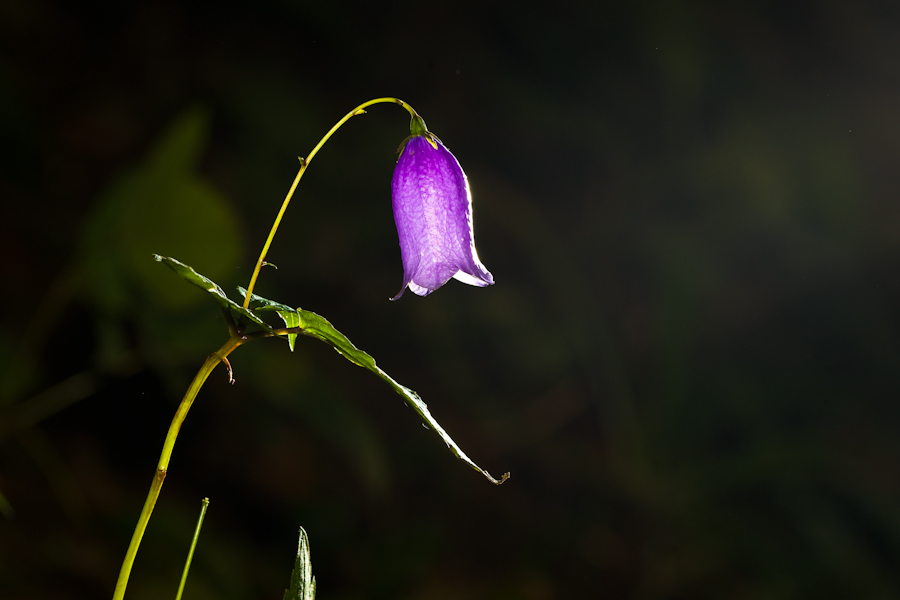 DSC09224.jpg