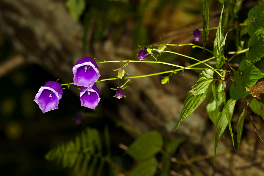 DSC09248.jpg