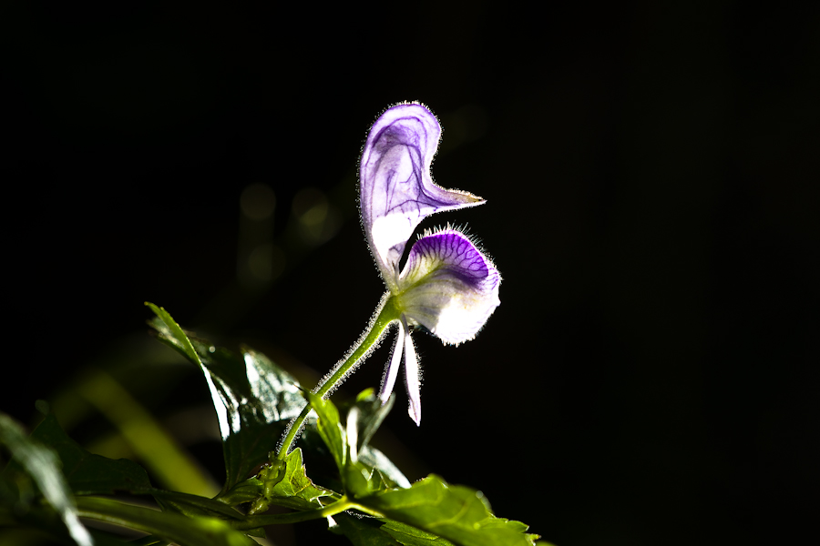 DSC09222.jpg