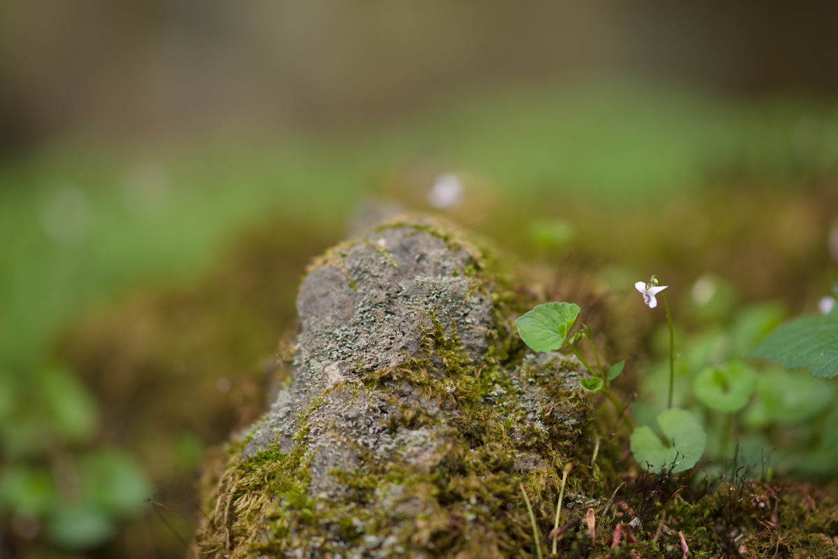 DSC04127.jpg