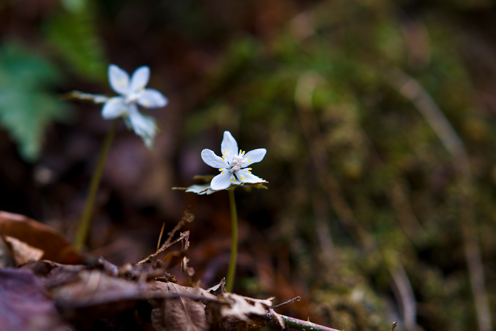 DSC02474.jpg