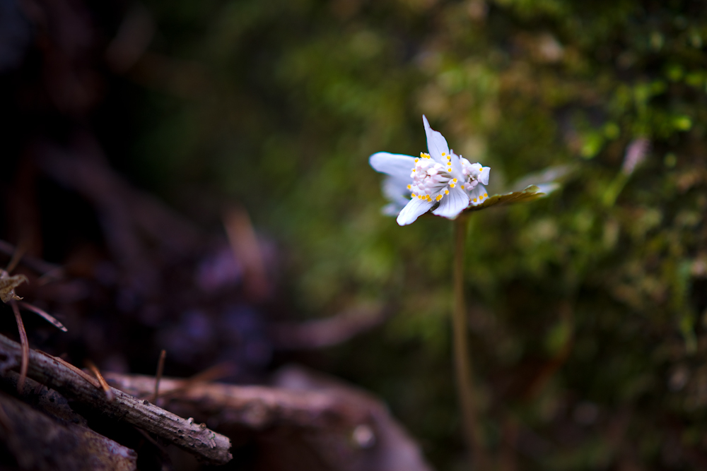DSC02478.jpg