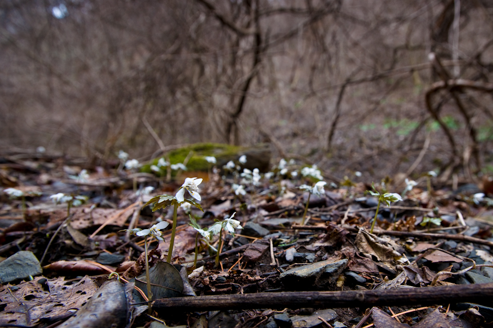 DSC02509.jpg