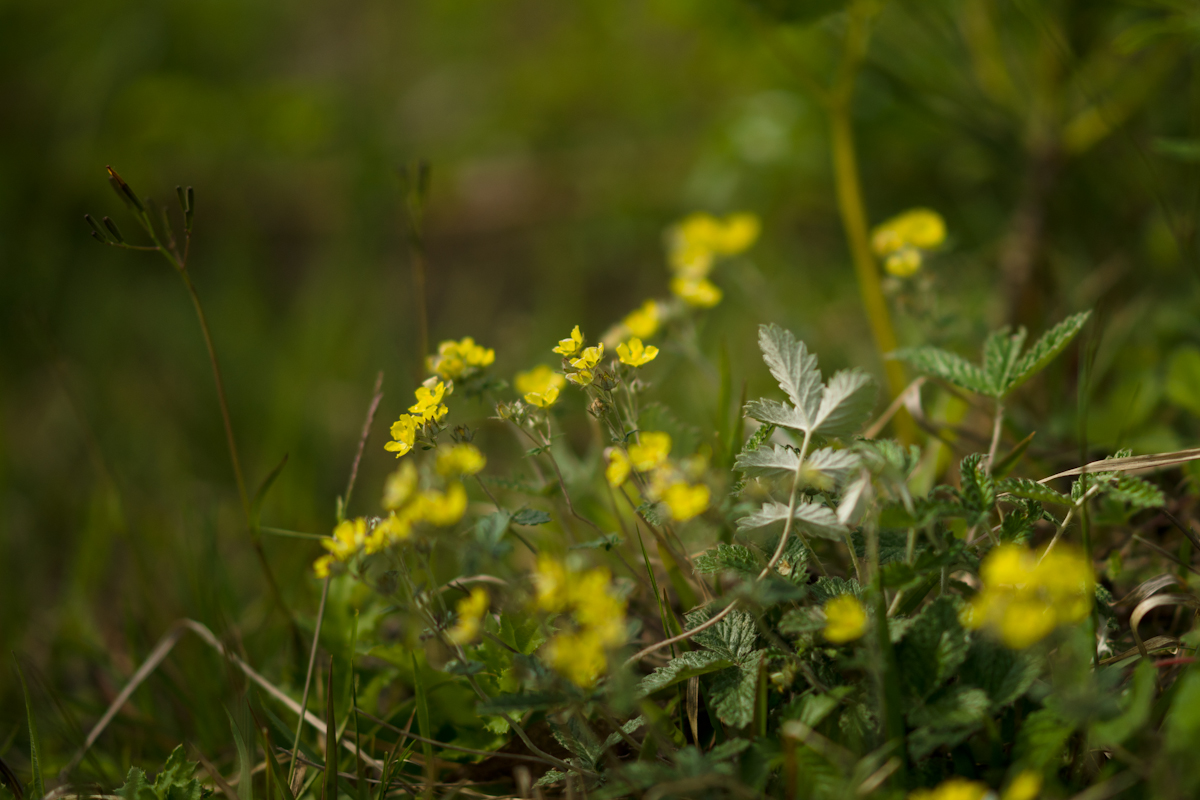 DSC04214.jpg