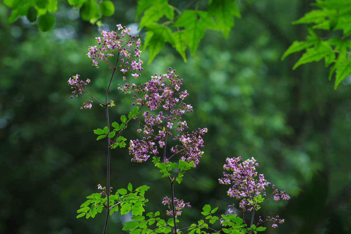 DSC07174.jpg