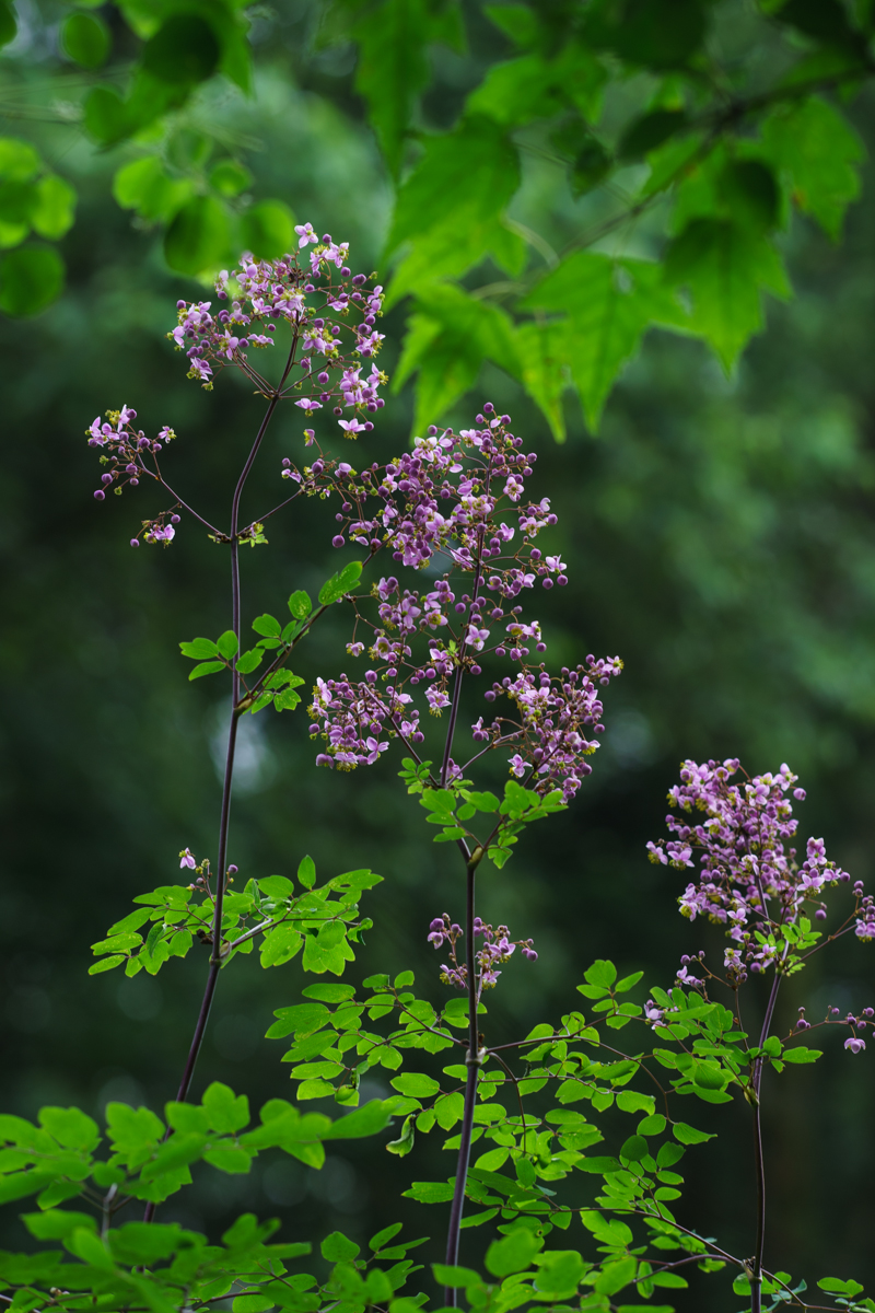 DSC07172.jpg