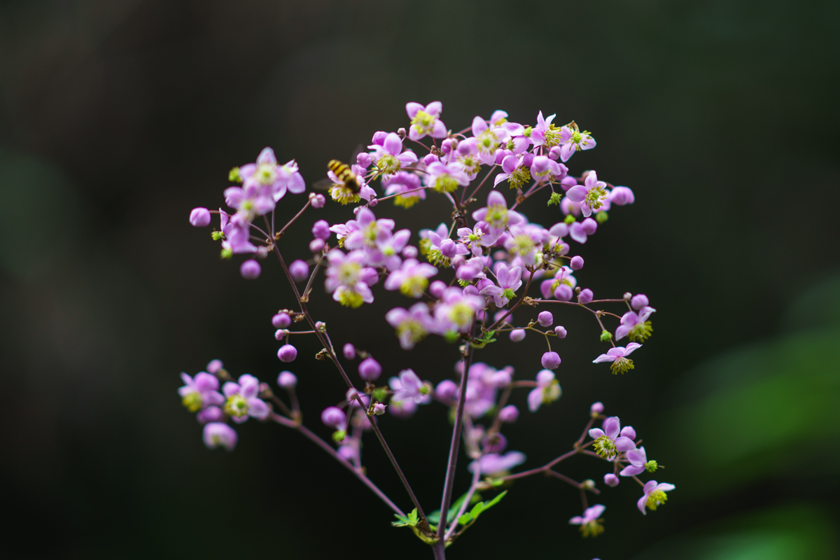 DSC07152.jpg