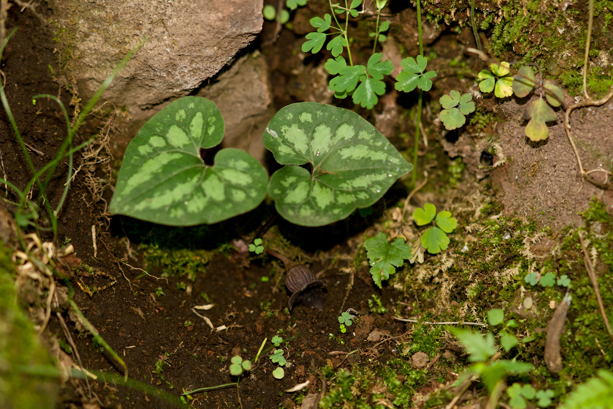DSC04165.jpg