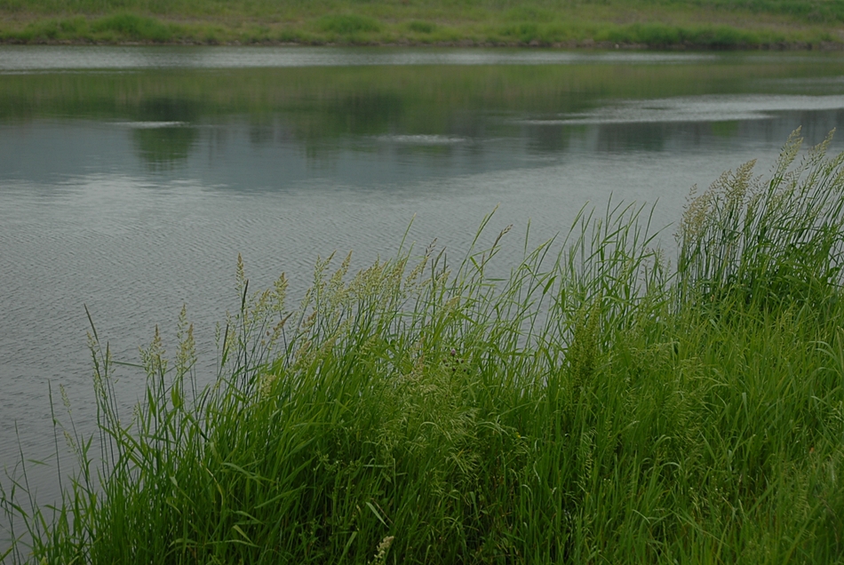 Phalaris arundinacea1.JPG