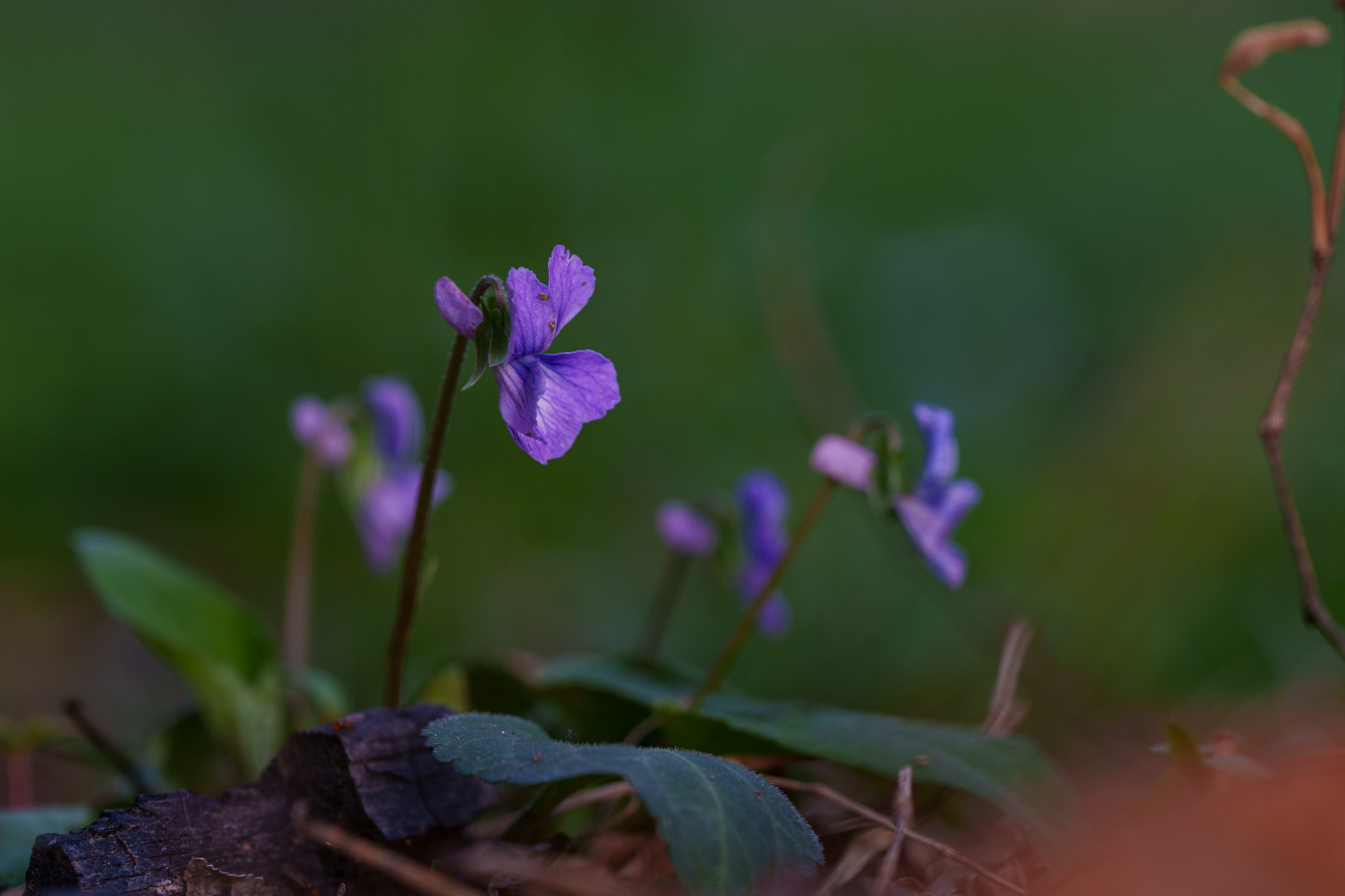 DSC00031.jpg
