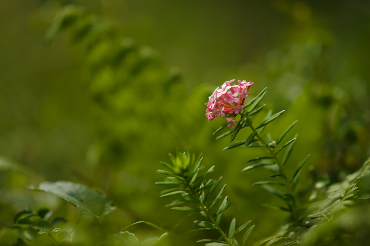 DSC04205.jpg