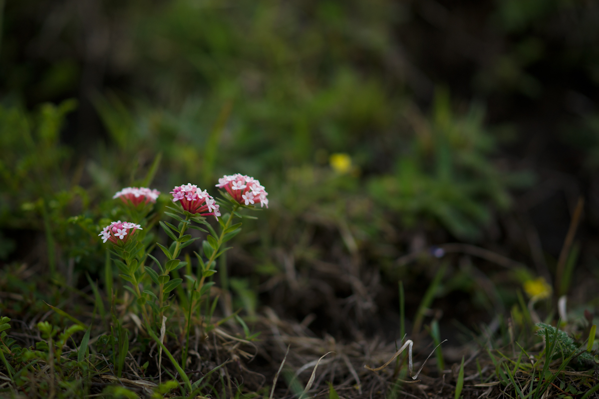 DSC04227.jpg