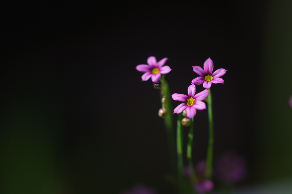 DSC00140.jpg