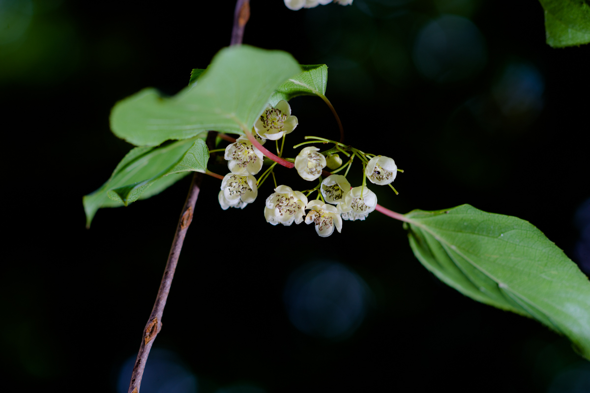DSC00541.jpg
