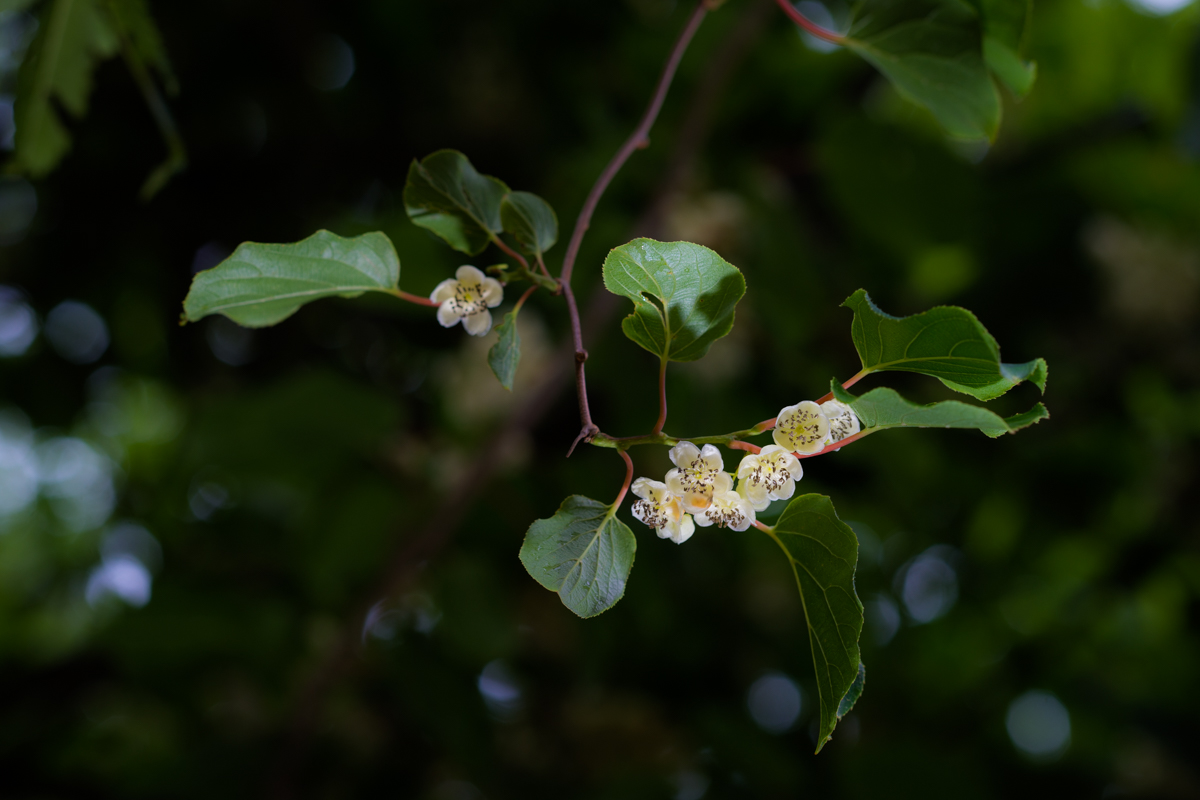 DSC00553.jpg