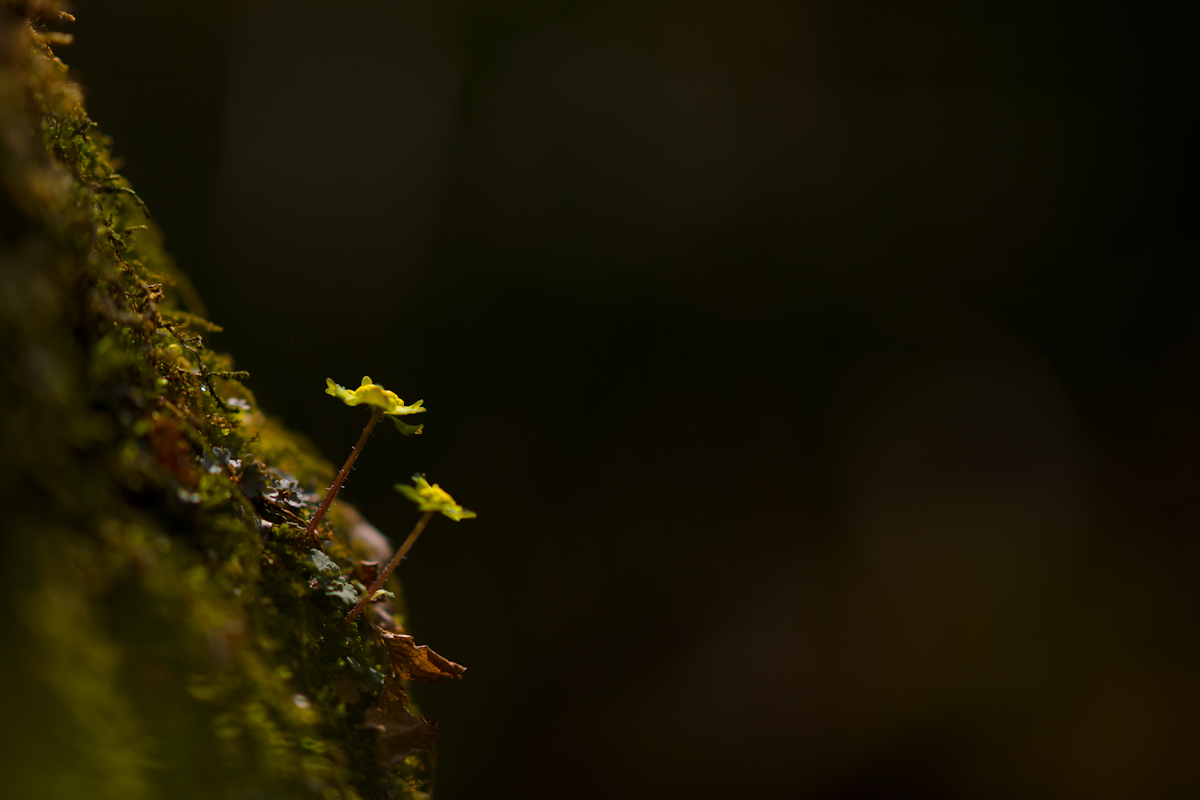 DSC02388.jpg