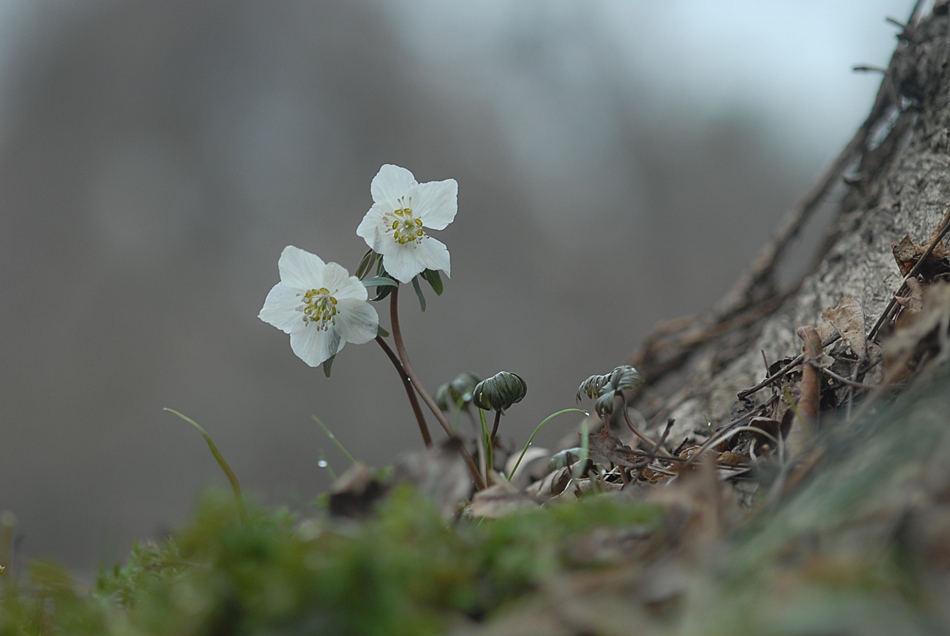 Eranthis pungdoensis2.JPG