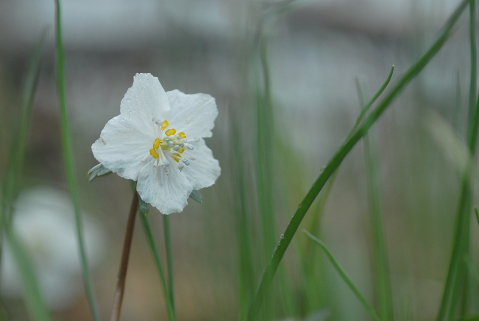 Eranthis pungdoensis1.JPG