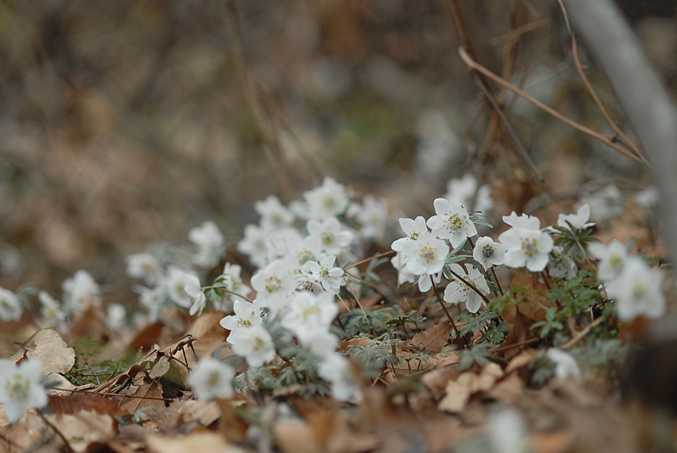 Eranthis pungdoensis3.JPG