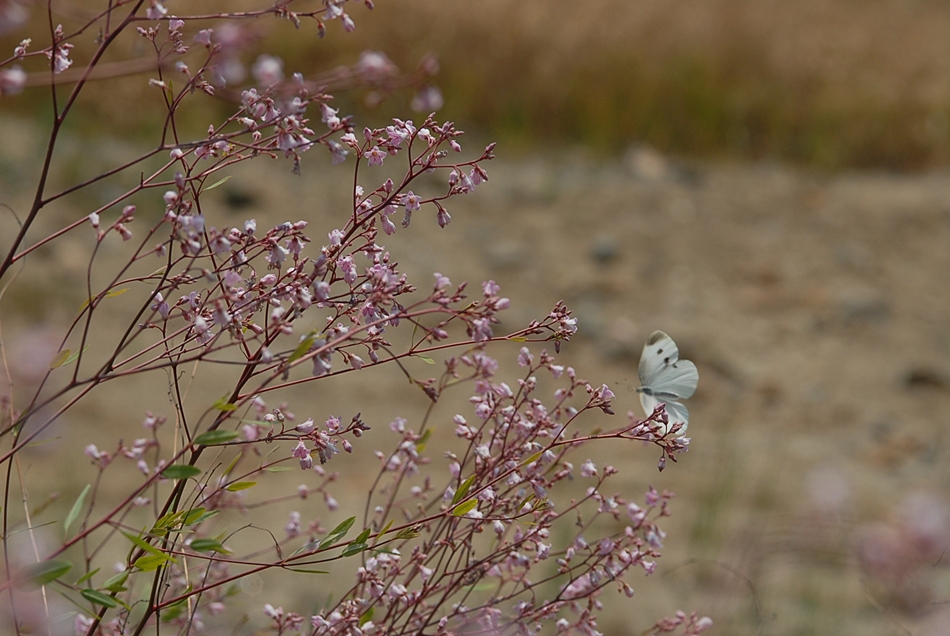 Trachomitum lancifolium3.JPG