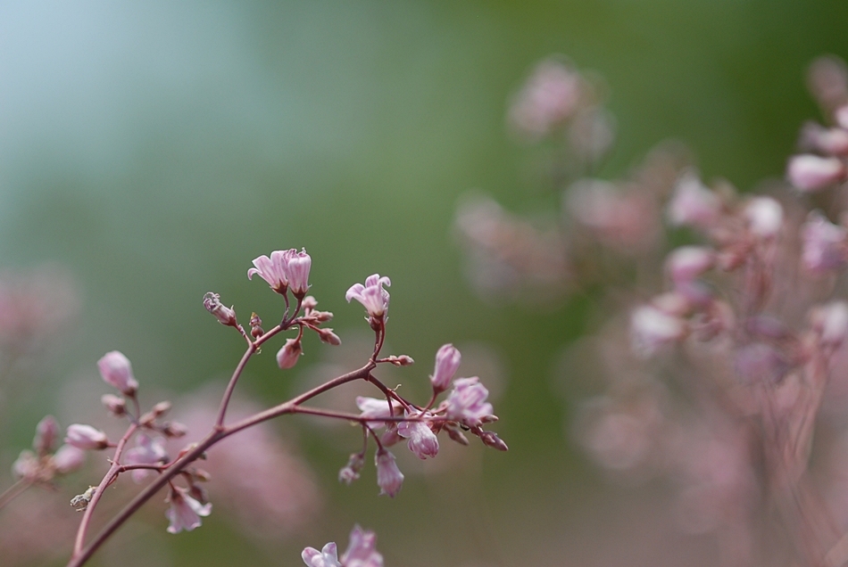 Trachomitum lancifolium2.JPG