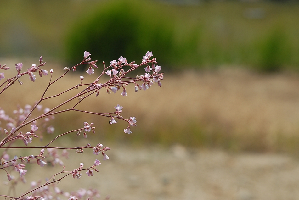 Trachomitum lancifolium4.JPG