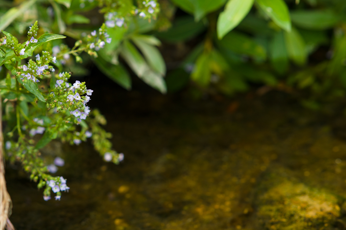 DSC08830.jpg