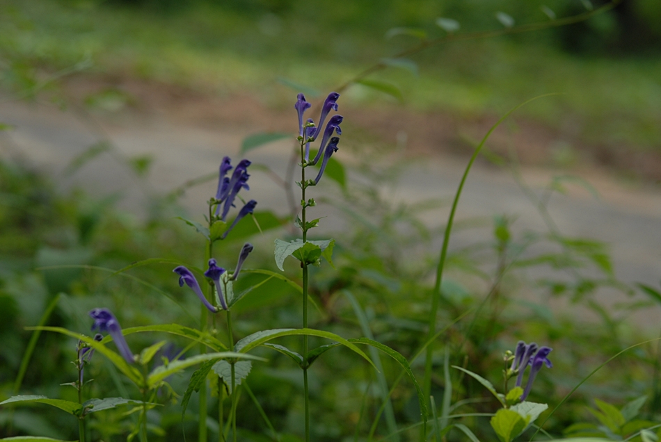 Scutellaria insignis1.JPG