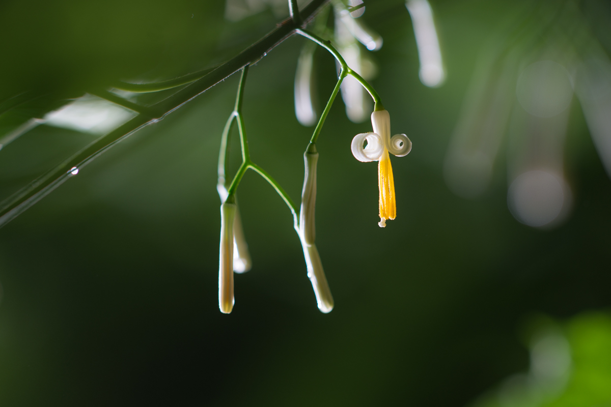 DSC00525.jpg