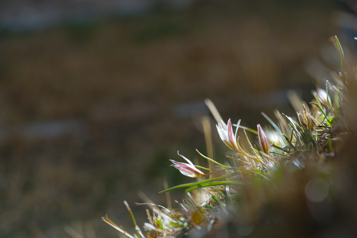 DSC00062.jpg