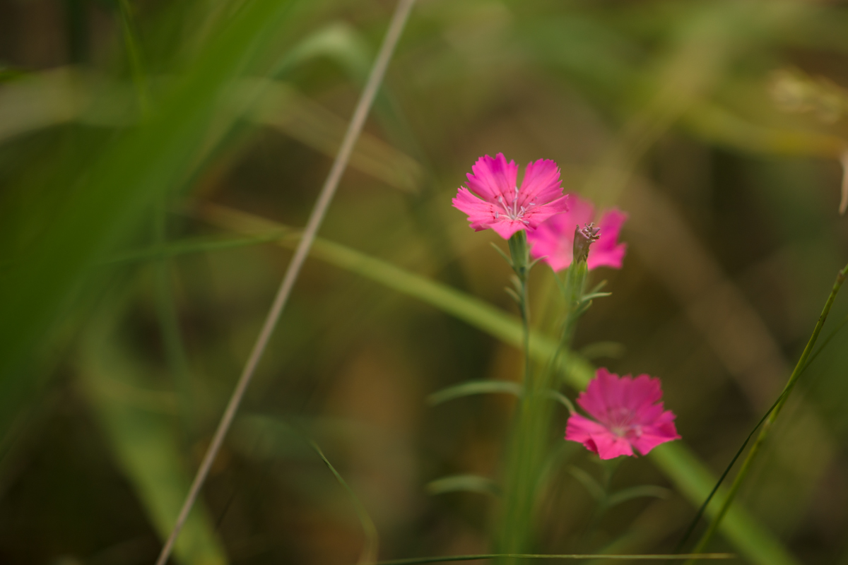 DSC08851.jpg