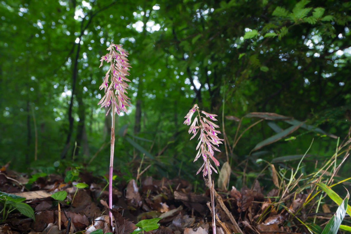 DSC00477.jpg