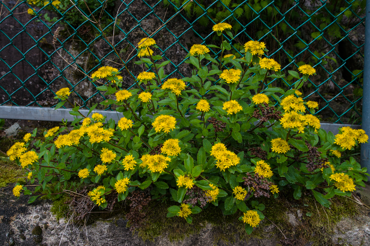 DSC08983.jpg