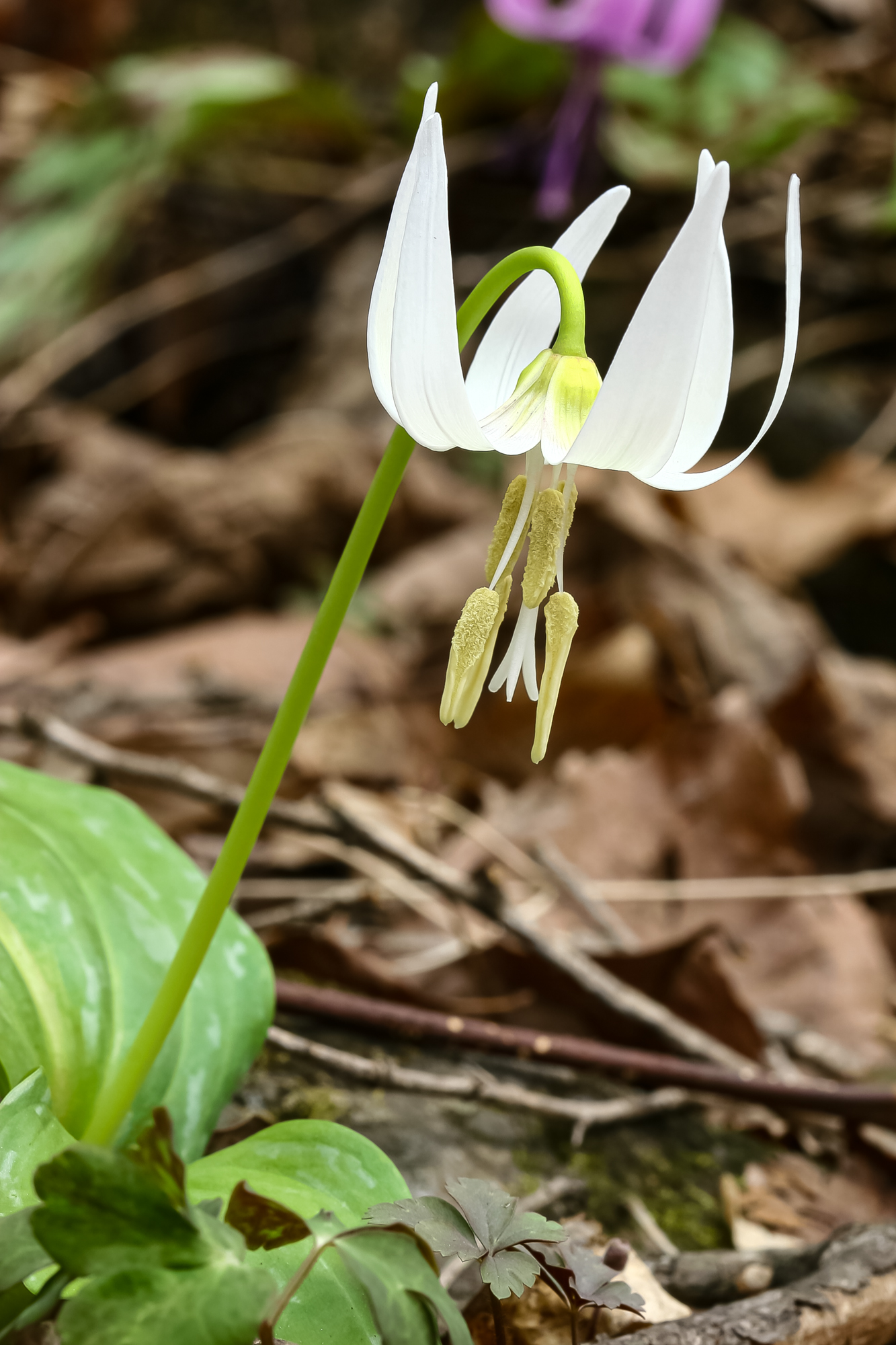 IMG_8262.JPG