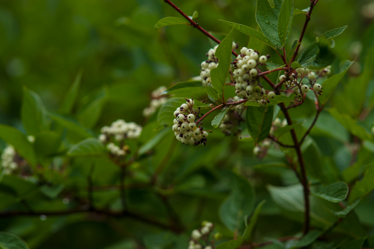 DSC09050.jpg