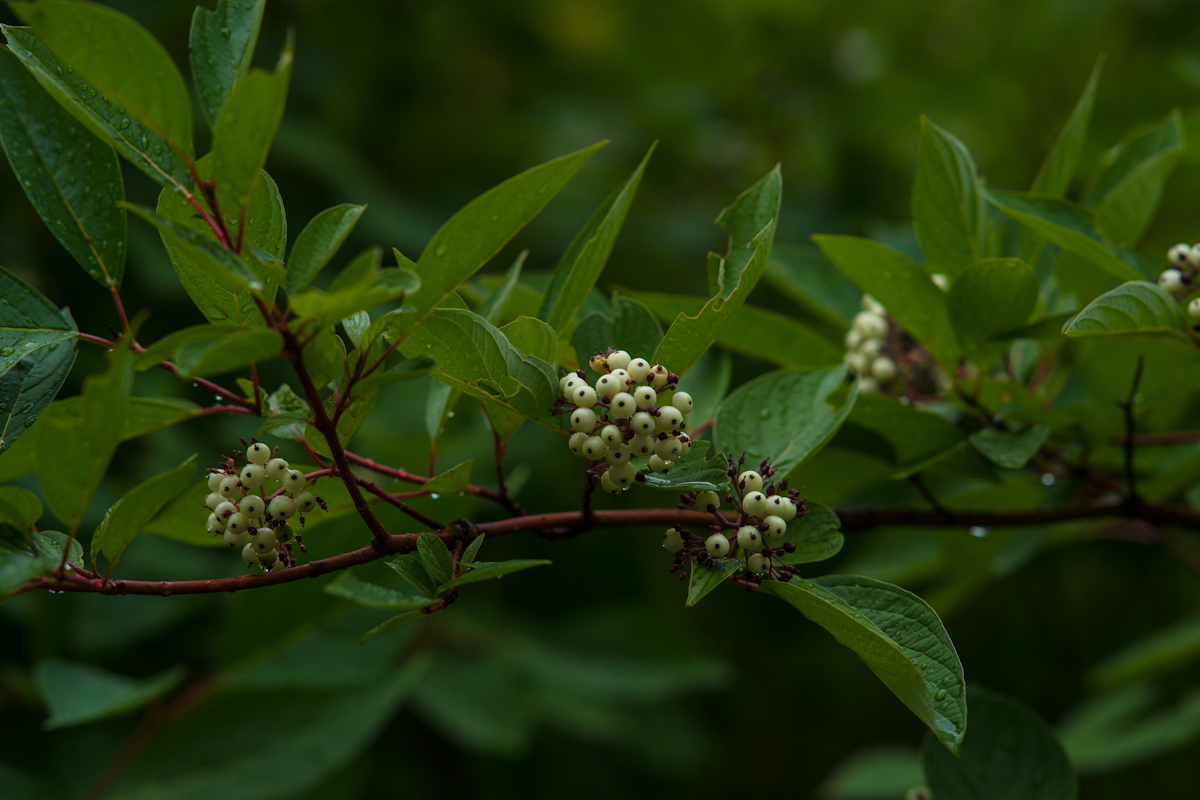 DSC09049.jpg