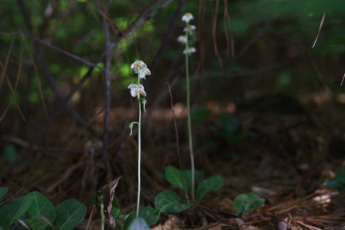 DSC01010.JPG