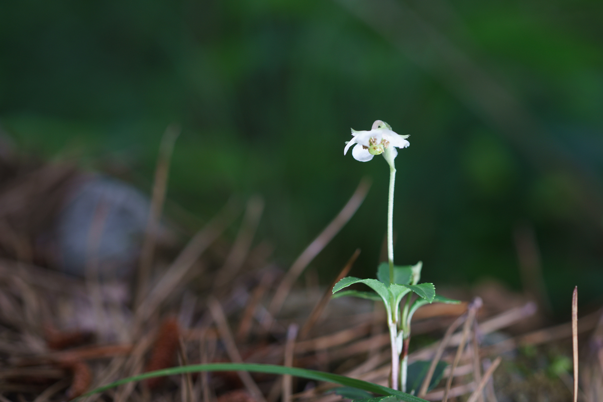 DSC00984.JPG